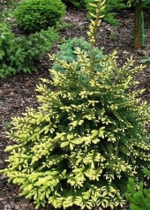 Picea orientalis 'Gold Star' 